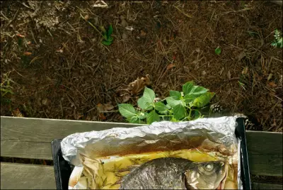 Карп с грибами, тархуном и соусом из розмарина