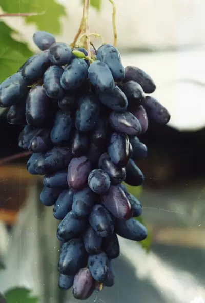 Бочковой виноград