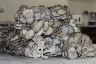 Маринованные грибы вёшенка